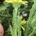 Osteospermum muricatum - Photo (c) David Hoare,  זכויות יוצרים חלקיות (CC BY-NC), הועלה על ידי David Hoare