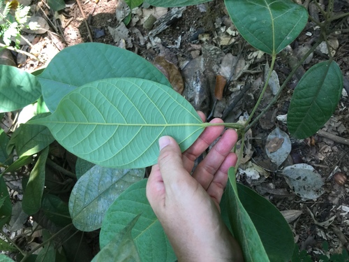 Limacia scandens observed 2020-02-26