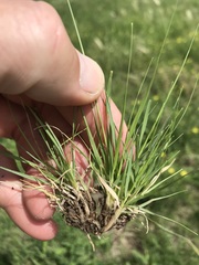 Eragrostis annulata