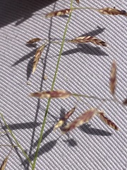 Eragrostis annulata