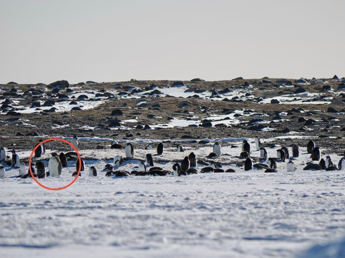 Emperor Penguin