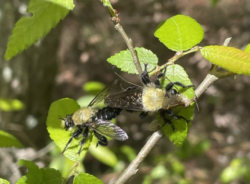 Unknown species found near Jennifer Lynn St, Denham Springs, LA, US