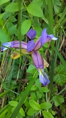 Iris graminea