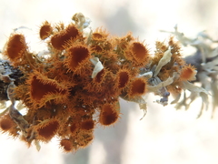 Teloschistes puber
