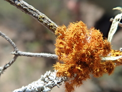 Teloschistes puber