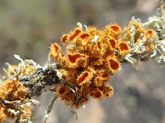 Teloschistes puber