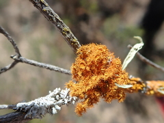 Teloschistes puber