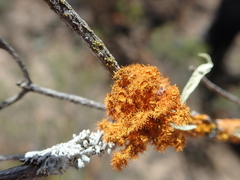 Teloschistes puber