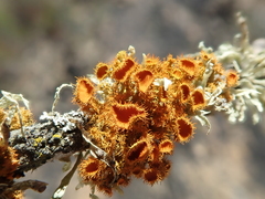 Teloschistes puber