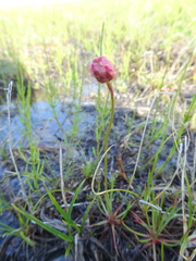 Armeria maritima sibirica