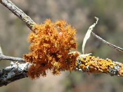 Teloschistes puber