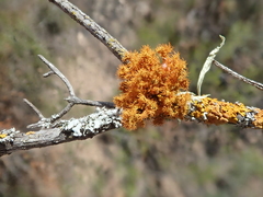 Teloschistes puber