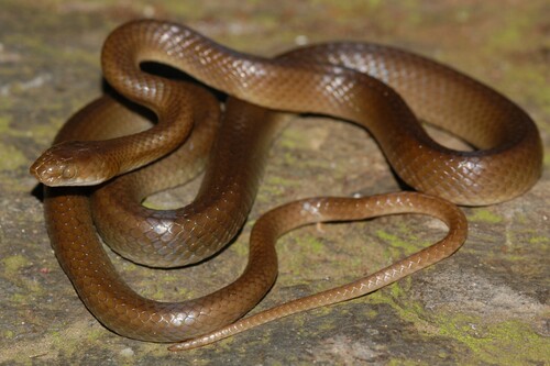 Swazi Rock Snake