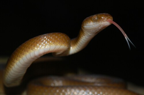Swazi Rock Snake