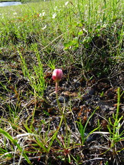 Armeria maritima sibirica