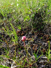 Armeria maritima sibirica