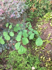 Dalbergia latifolia