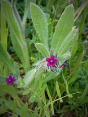 Anchusa aggregata