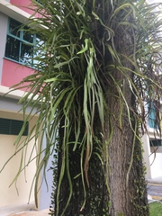 Pyrrosia longifolia