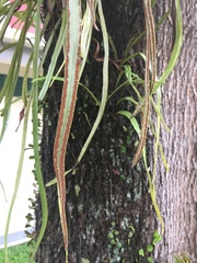 Pyrrosia longifolia