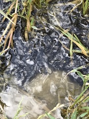 Pyxicephalus adspersus