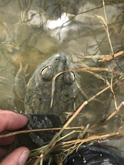 Pyxicephalus adspersus