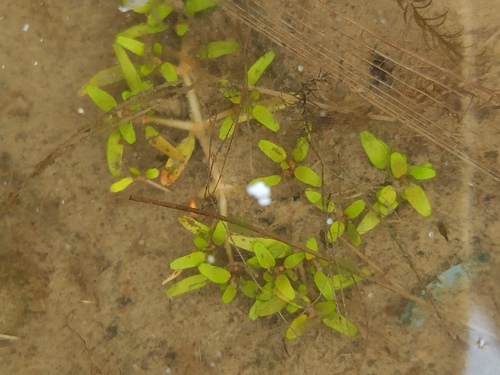 Threestamen Waterwort (Elatine triandra)