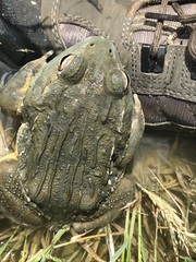 Pyxicephalus adspersus