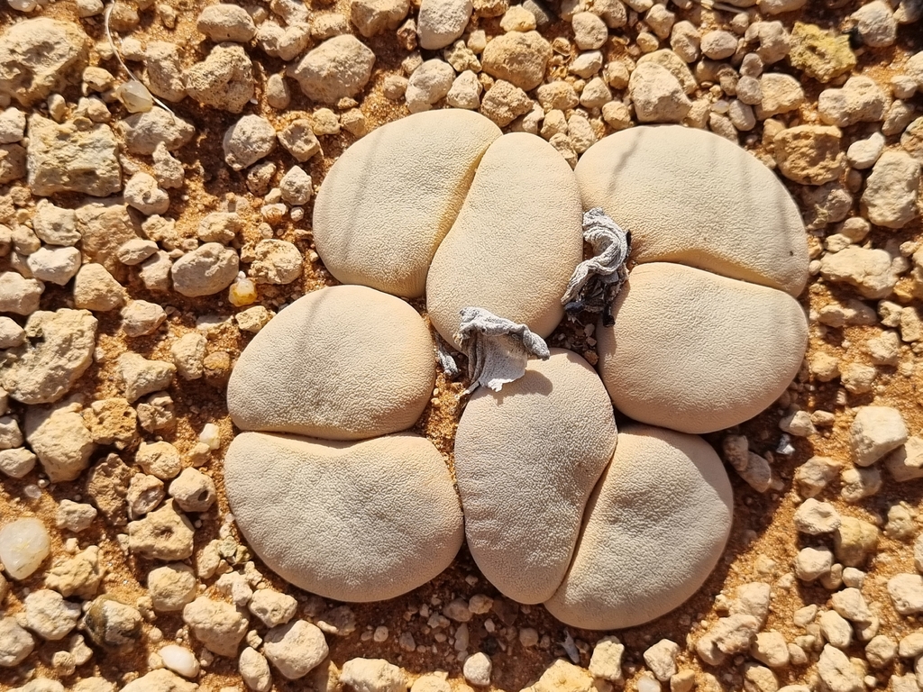 Lithops vallis-mariae