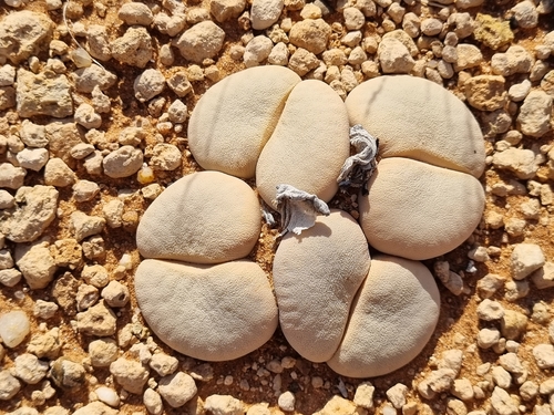 Lithops vallis-mariae (Dinter & Schwantes) N.E.Br. C282 2