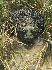 Pyxicephalus adspersus