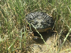 Pyxicephalus adspersus