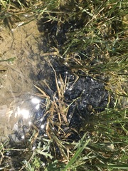 Pyxicephalus adspersus