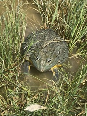 Pyxicephalus adspersus