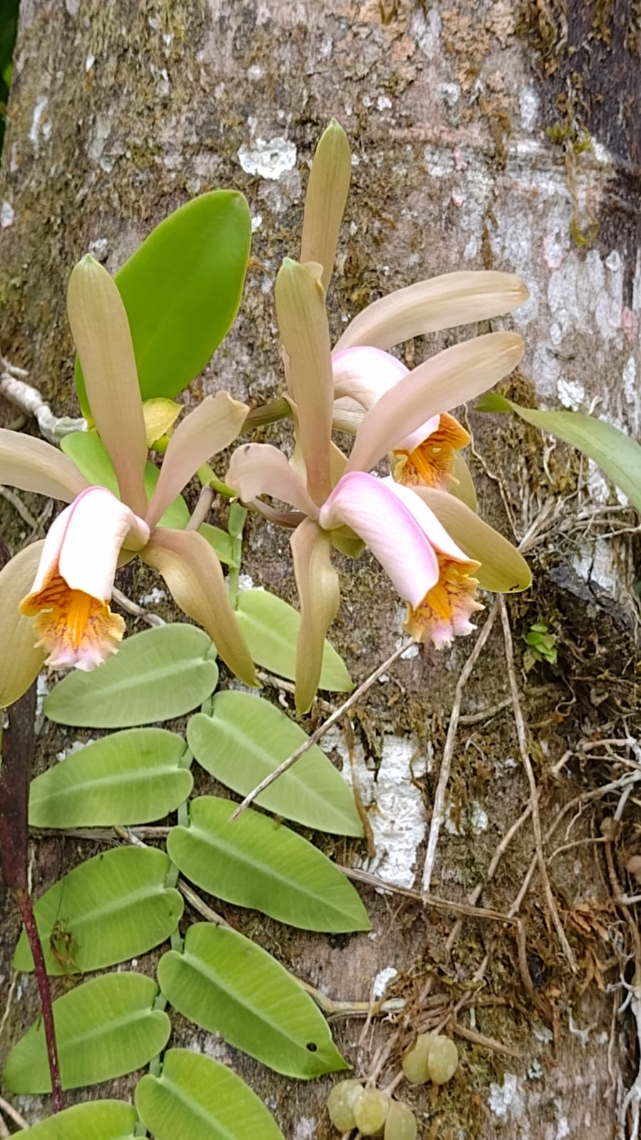 Imagem de Orquídea boca de lobo