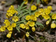 Gymnospermium odessanum, photograph Roman, CC BY, iNaturalist via GBIF
