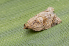 Neocalyptis affinisana