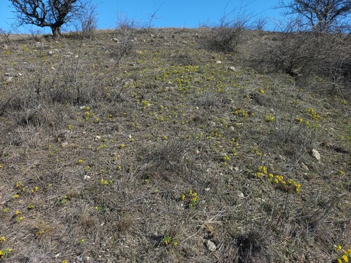 Gymnospermium odessanum, photograph 3
