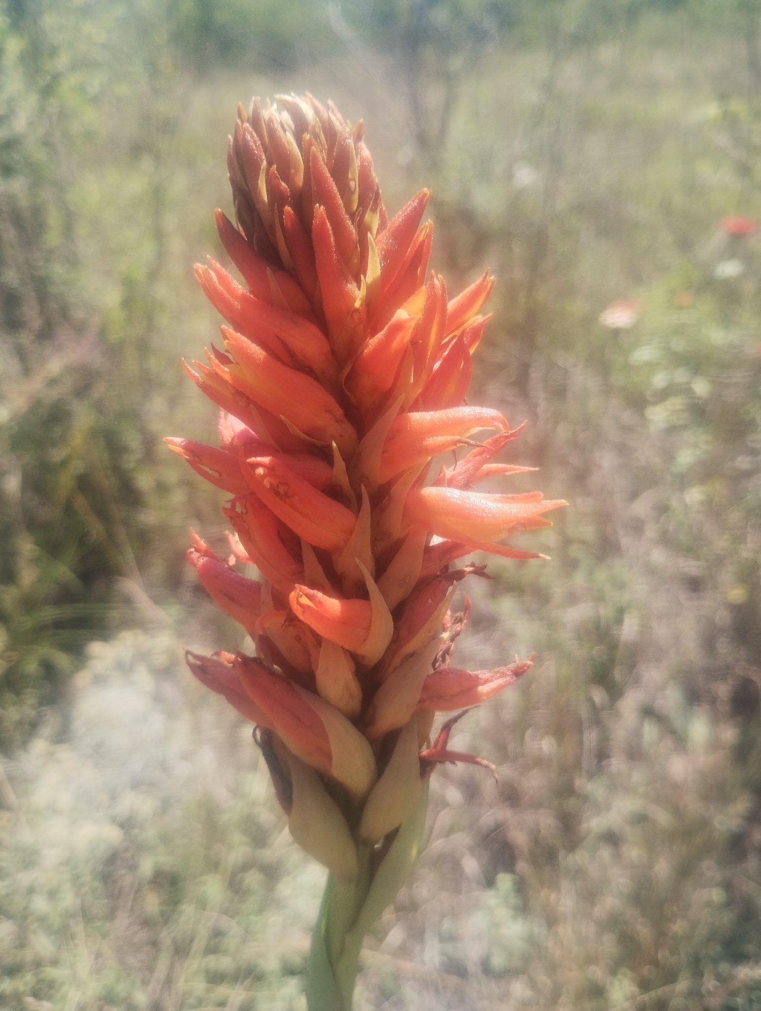 Sacoila argentina