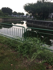 Tarlmounia elliptica