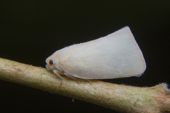 Sanurus