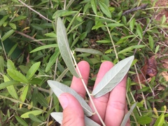 Tarlmounia elliptica