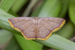 Chrysocraspeda croceomarginata