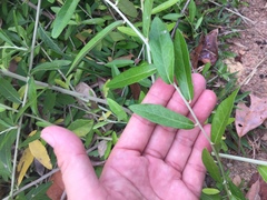 Tarlmounia elliptica