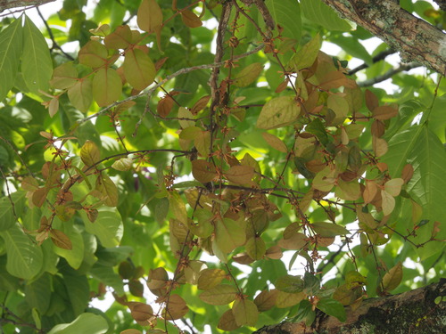 Scurrula ferruginea observed 2026-03-13