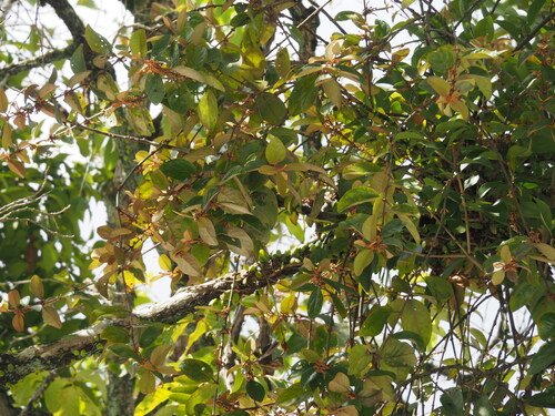 Scurrula ferruginea observed 2026-03-13