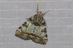 Catocala connubialis