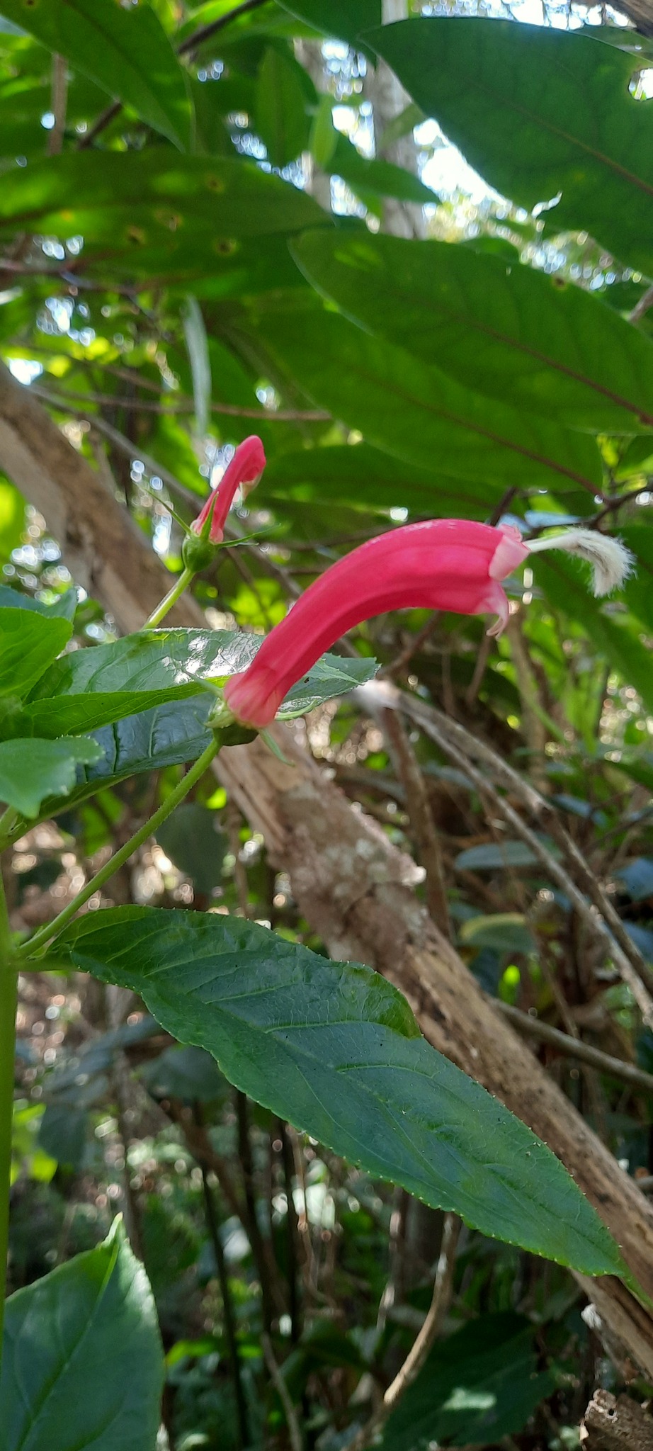 Centropogon cornutus