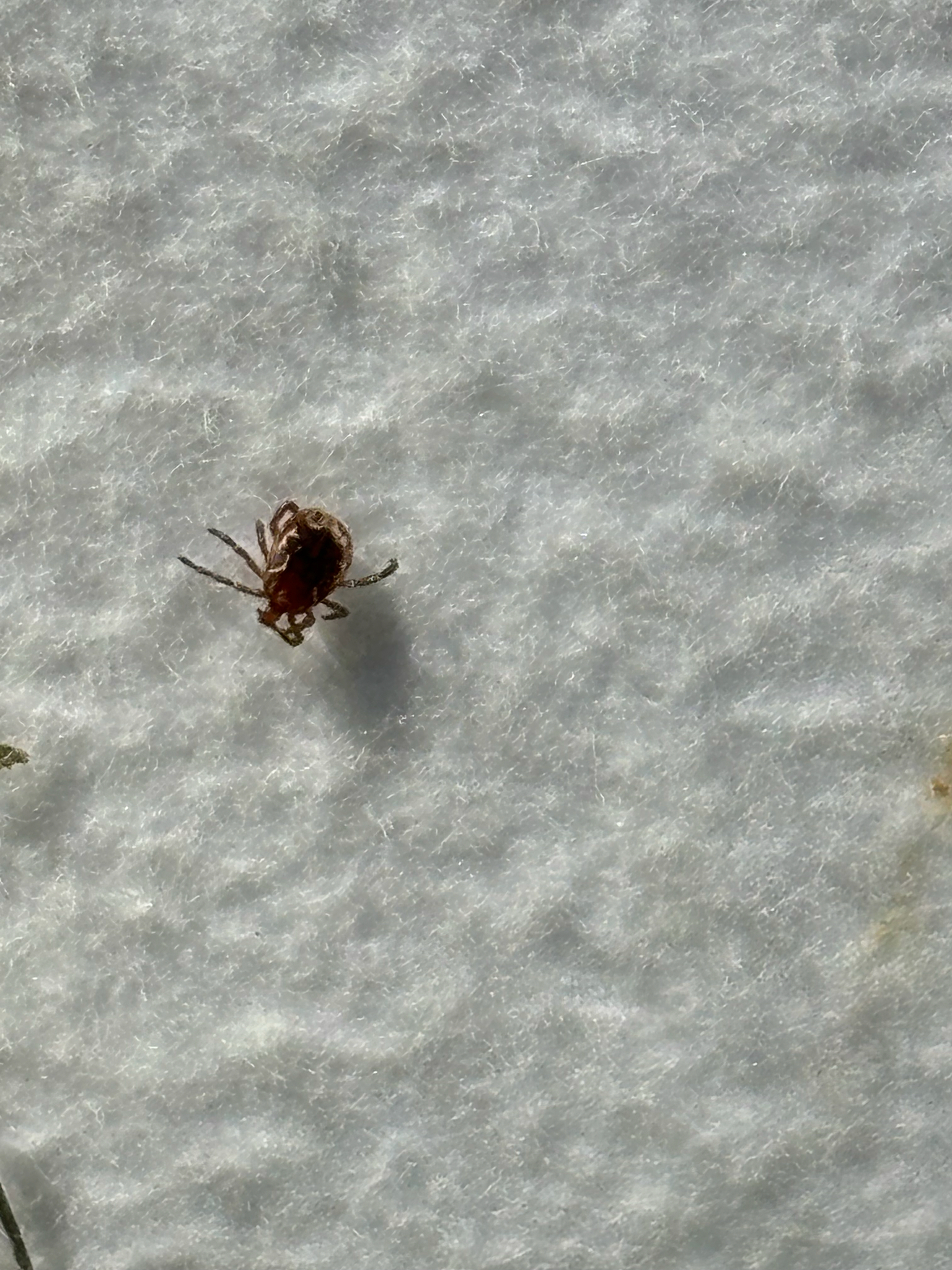 Amblyomma americanum Linnaeus, 1758