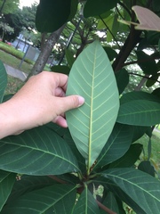 Palaquium obovatum